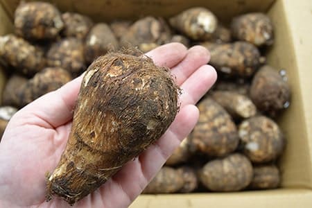 山形の土付き里芋
