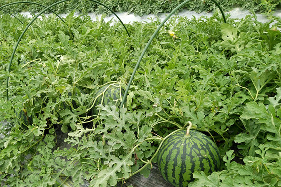 《ご家庭用》菅藤農園の尾花沢すいか1玉(4Lサイズ以上)