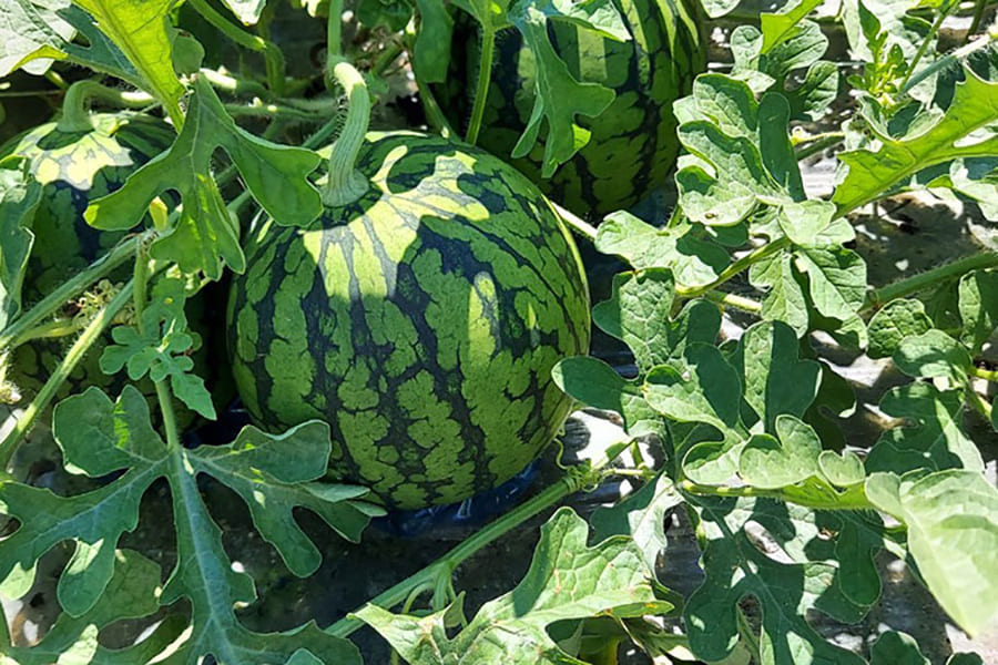 《ご家庭用》菅藤農園の小玉すいかピノガール