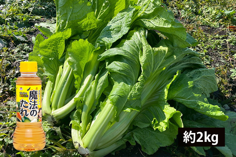 【数量限定】山形の青菜(せいさい)約2kgと魔法のたれセット
