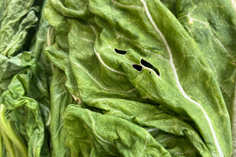 【数量限定】山形の青菜(せいさい)