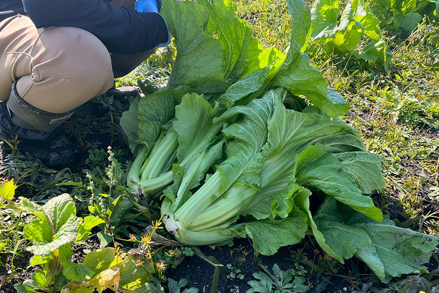 【数量限定】山形の青菜(せいさい)