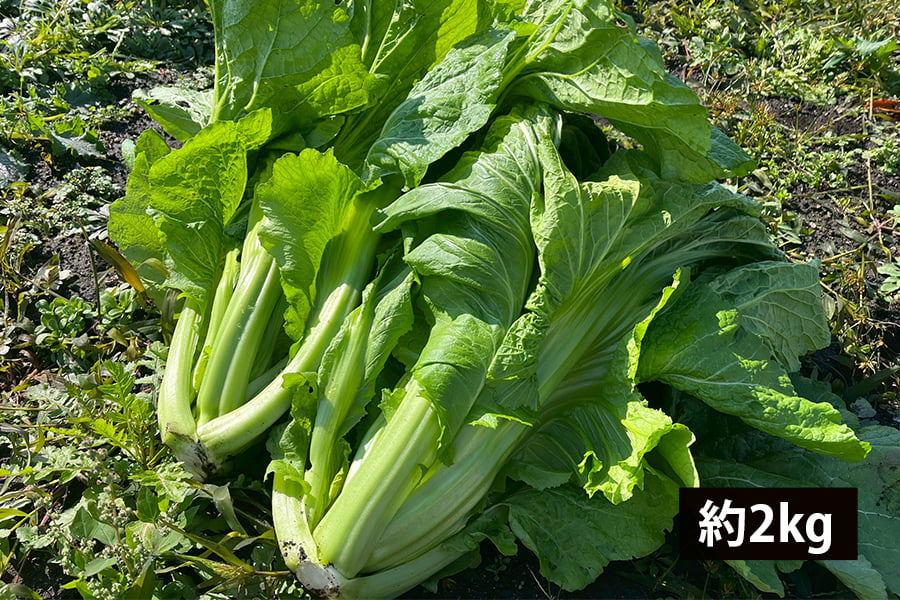 【数量限定】山形の青菜(せいさい)約2kg