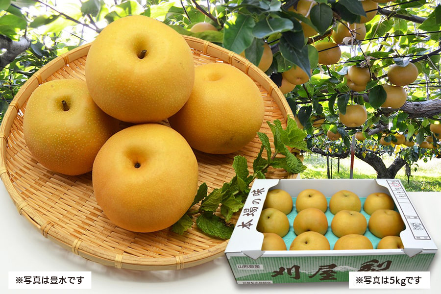 売れ筋アイテムラン フルーツ 和梨 幸水 3kg 9月上旬発送 山形県庄内酒田市産 刈屋梨 7玉〜9玉 送料無料 