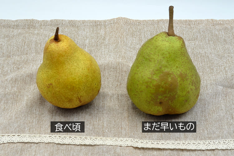 厳選洋梨シルバーベル約3kg(5~8玉)