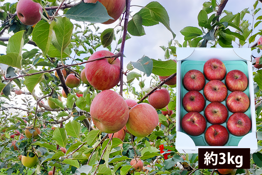 春の厳選ふじりんご約3kg(8〜12玉)