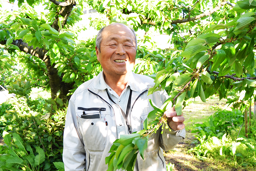 さくらんぼ佐藤錦