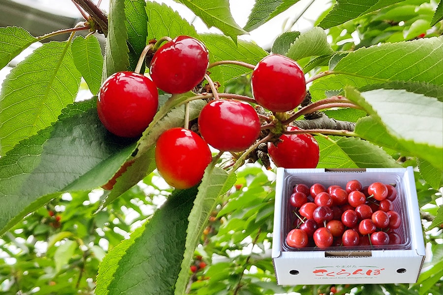 厳選さくらんぼ紅秀峰