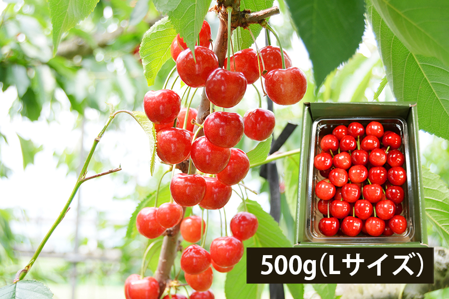 極旨さくらんぼ佐藤錦