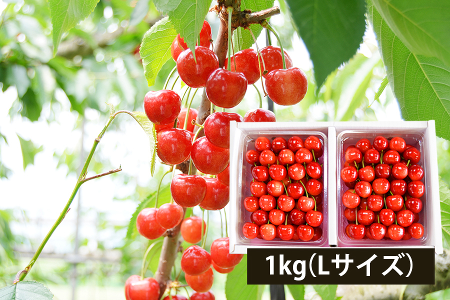 極旨さくらんぼ佐藤錦