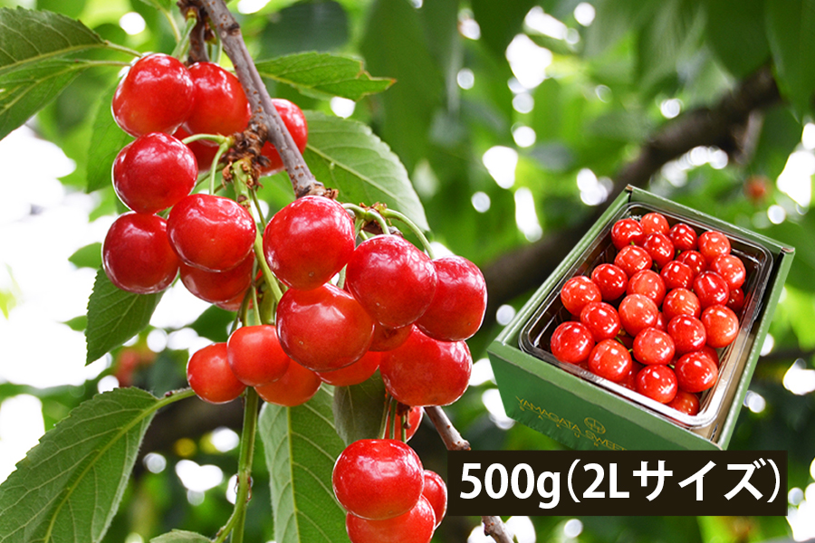 極旨さくらんぼ紅秀峰