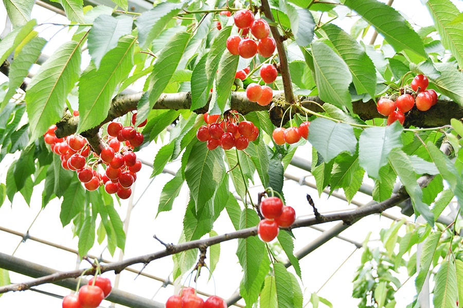 極旨さくらんぼ紅秀峰