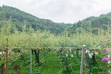 吉田果樹園