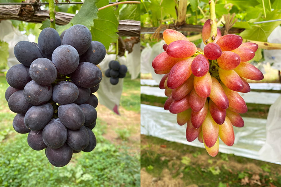 吉田果樹園／大粒ぶどうの宝石箱（5〜6種類）