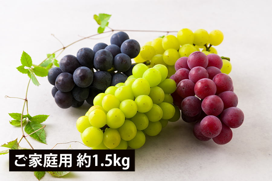 吉田果樹園／《ご家庭用》ぶどう詰め合わせ約1.5kg（3〜4房）