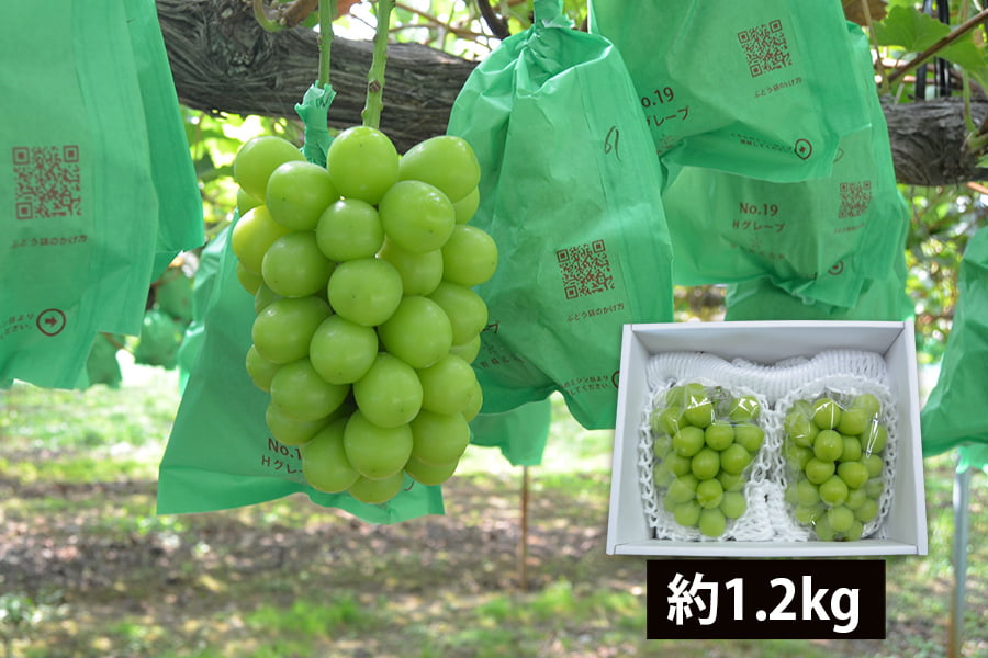 爽果シャインマスカット