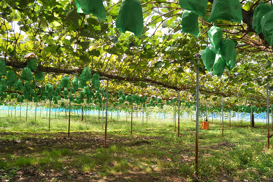 山形てんどう佐藤果樹園