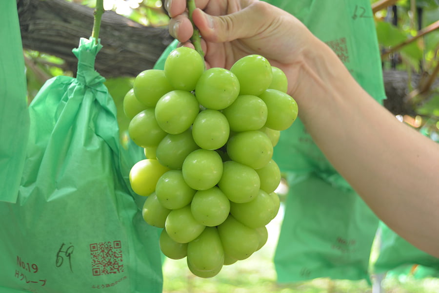 爽果シャインマスカット