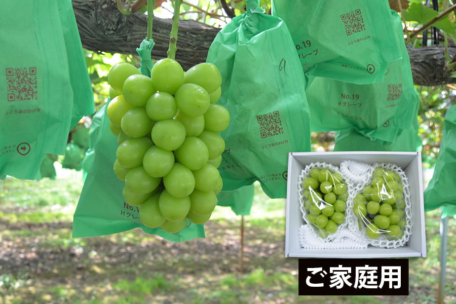 《ご家庭用》シャインマスカット約1.2kg(2房)