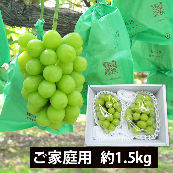 今が旬！発送期間中|《ご家庭用》シャインマスカット約1.5kg(2房)