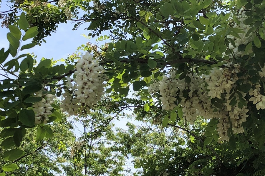 板垣養蜂園の取材を終えて