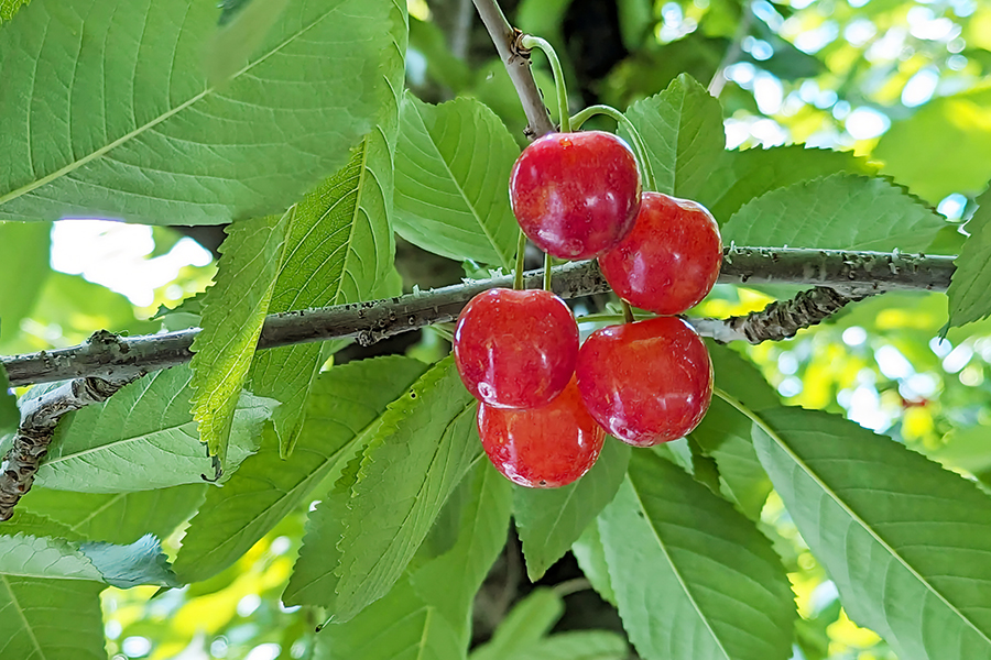 森谷果樹園のさくらんぼ紅秀峰1kgバラ詰め