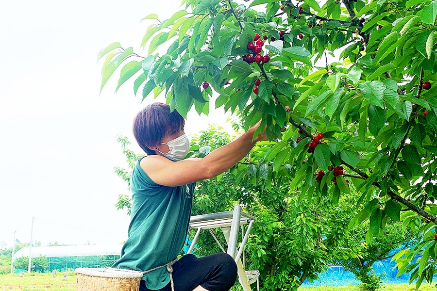 特秀さくらんぼ紅秀峰