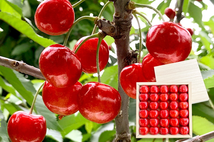 旬果》特秀さくらんぼ紅秀峰300g並び詰3Lサイズ[桐箱入]