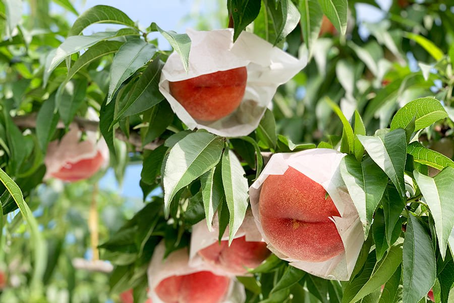 山形の特秀白桃 品種おまかせ
