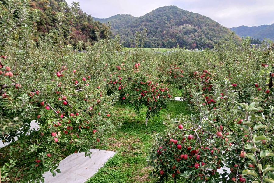 山形の大粒銀杏(ぎんなん)