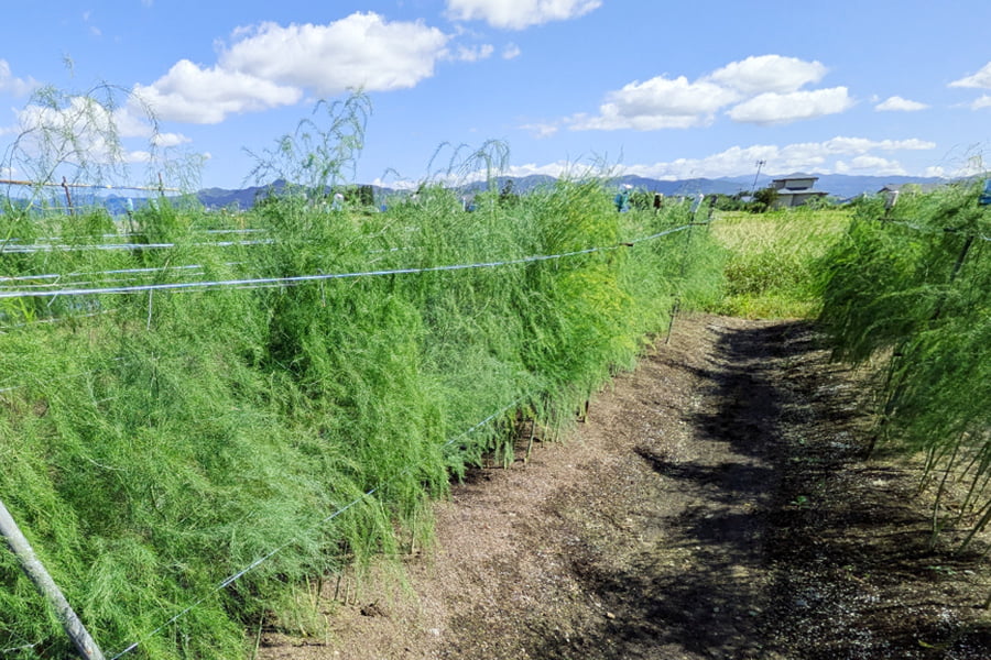 Kappy Farm