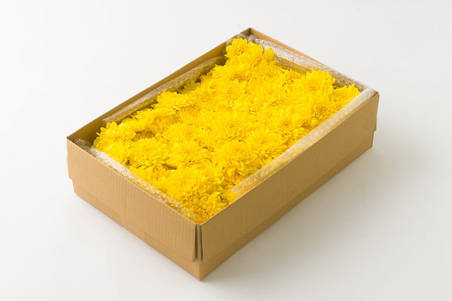 山形県産食用菊ことぶき約700g／KappyFarm