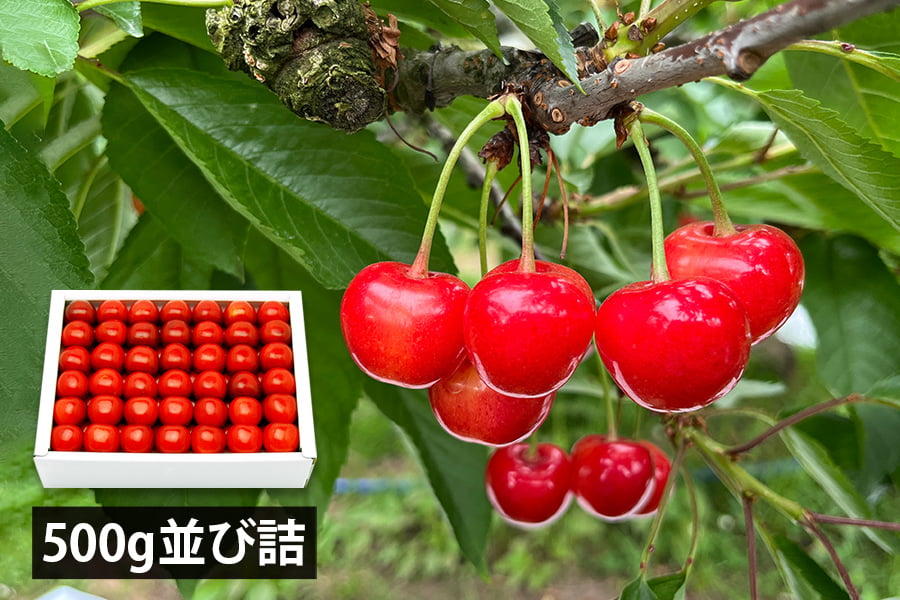 大粒芳醇さくらんぼ佐藤錦500g並び詰2Lサイズ