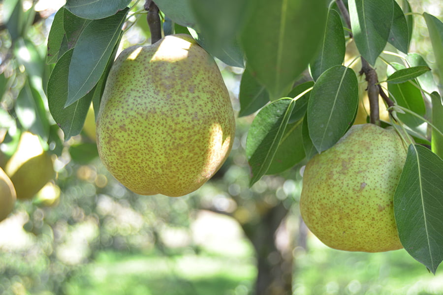 ひかり農園／洋梨ラ・フランス