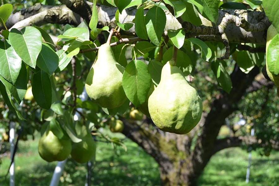 ひかり農園／洋梨シルバーベル