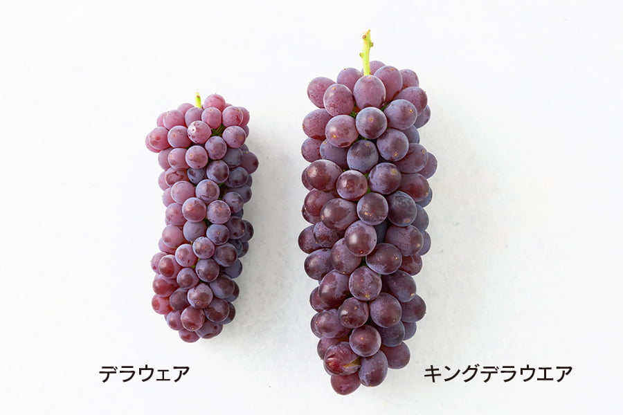 里見果樹園のぶどうキングデラ約2kg(5〜10房)