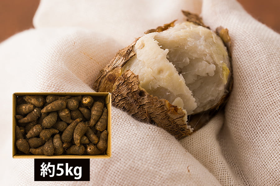 山形の里芋 土垂れ芋(どだれいも)約5kg