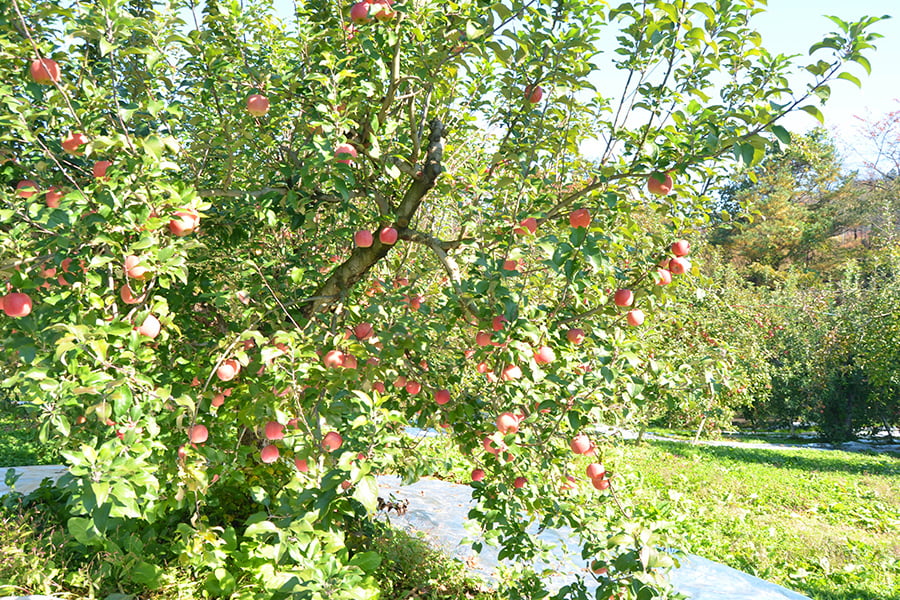 《旬果》朝日町の蜜入りりんご