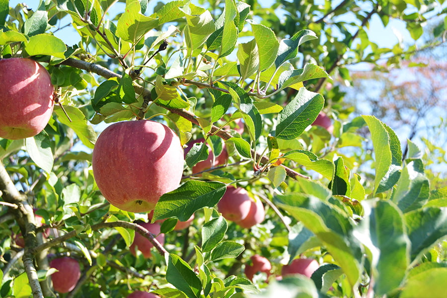 《旬果》朝日町の蜜入りりんご