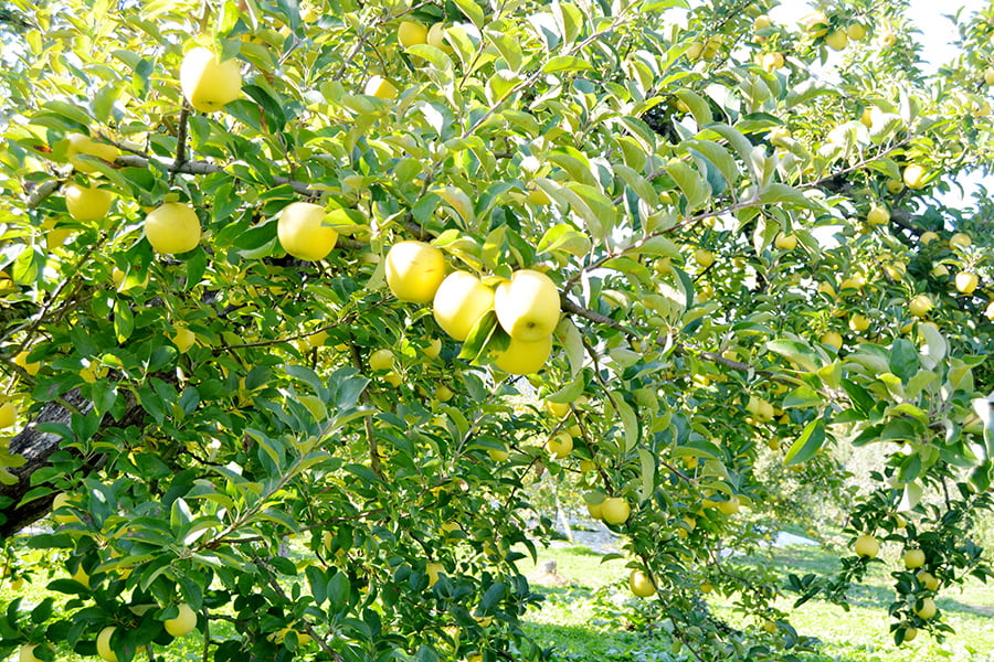 《旬果》朝日町の蜜入りりんご