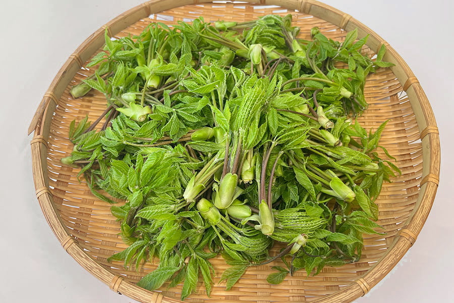 朝穫り山菜 こしあぶら