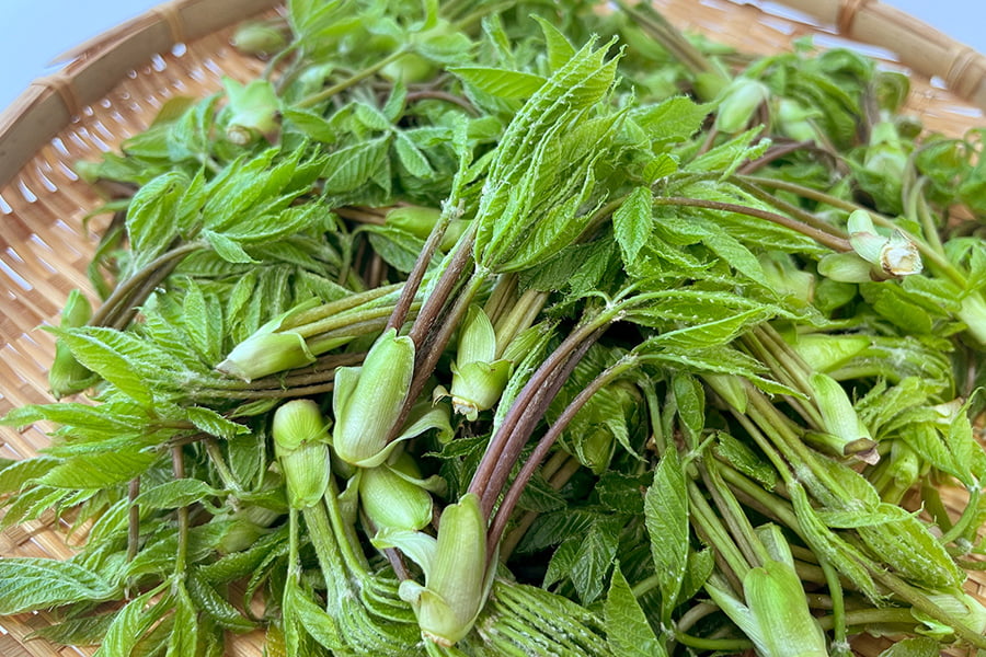 朝穫り山菜 こしあぶら約200g