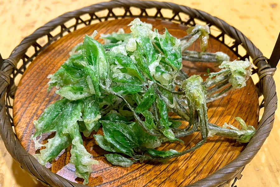 専用　アンナ錦&メラコ錦　抜き苗 朝穫り山菜 こしあぶら約200g