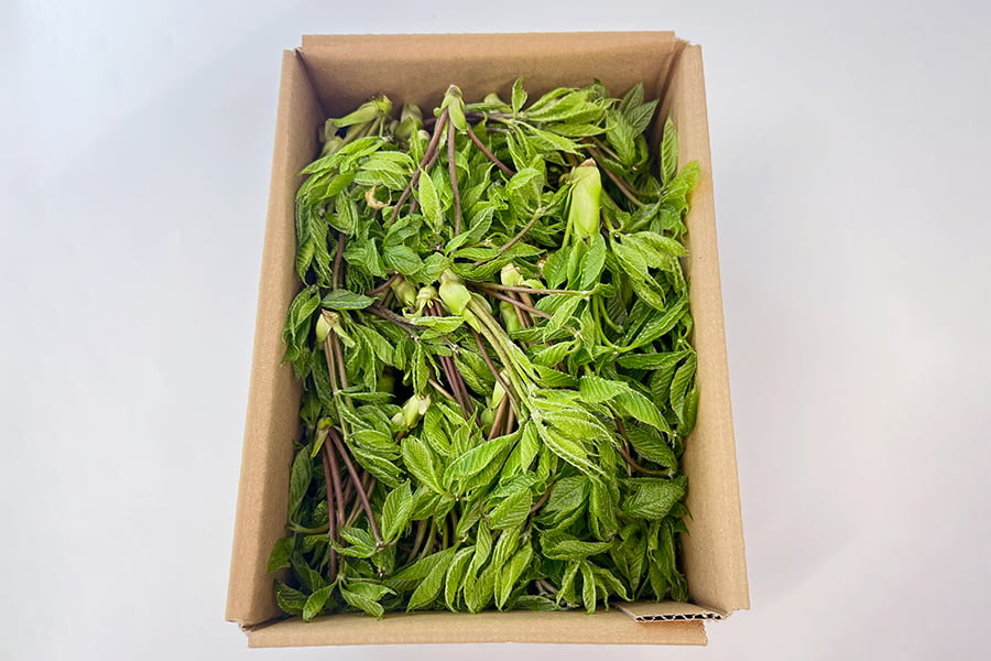 朝穫り山菜 こしあぶら