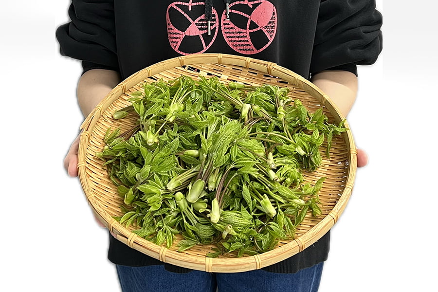 朝穫り山菜 こしあぶら