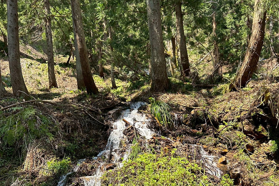 朝穫り山菜 わらび