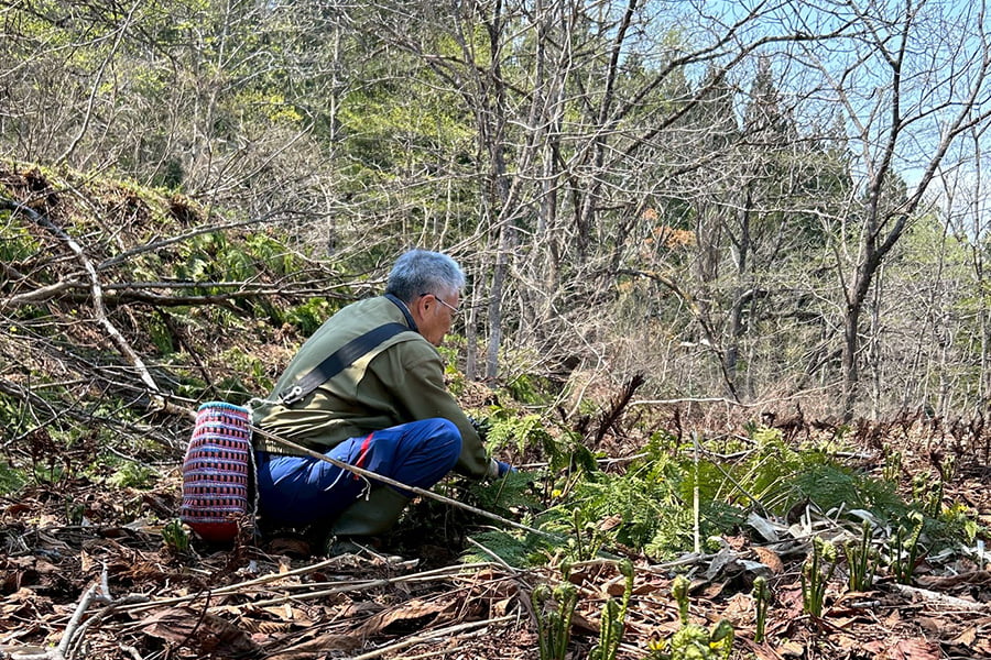 朝穫り山菜 わらび