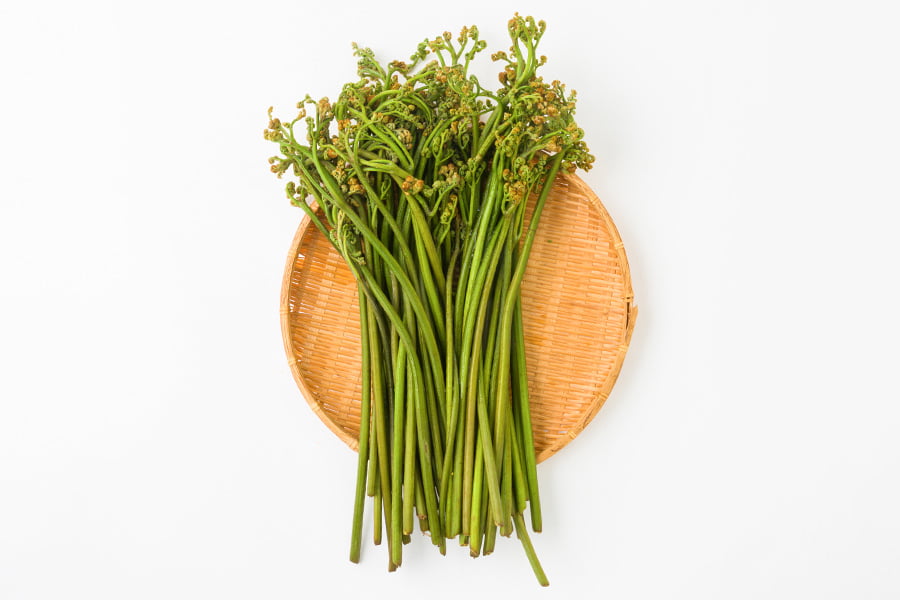 朝穫り山菜 わらび