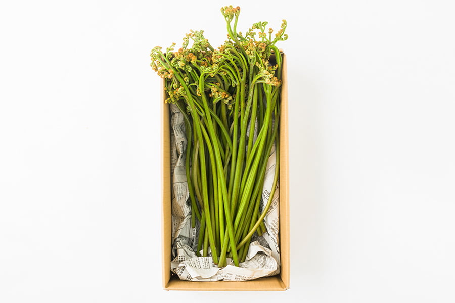 朝穫り山菜 わらび