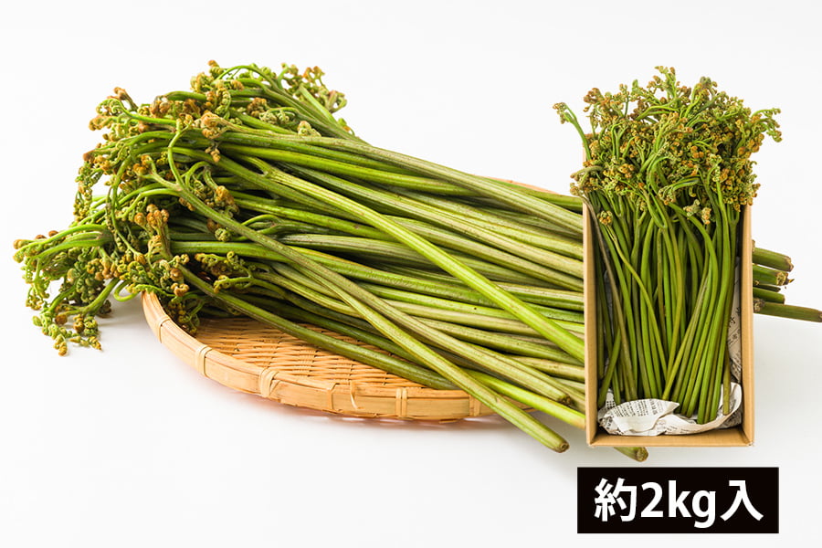 朝穫り山菜 わらび約2kg